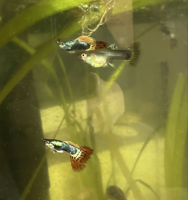 Guppies Red Dragon Halfmoon: Linha Pura Selecionada, Famalicão