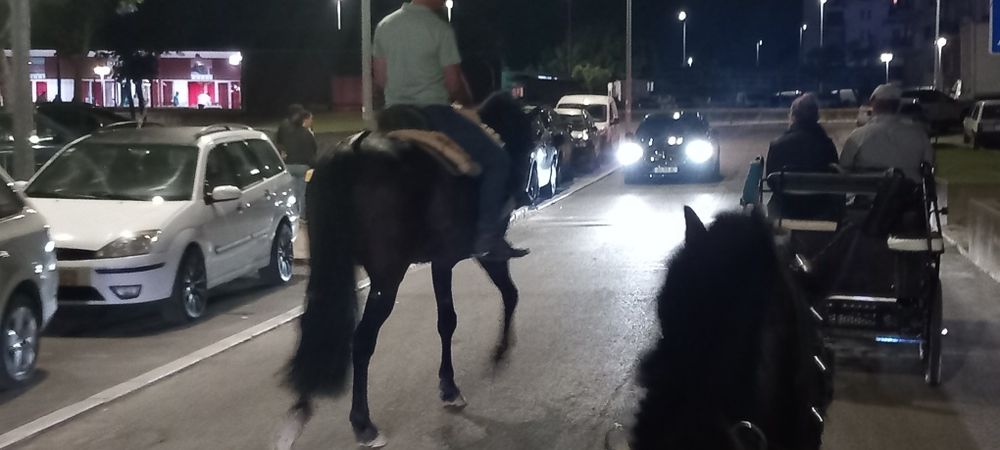 Cavalo grande castrado ideal para crianças