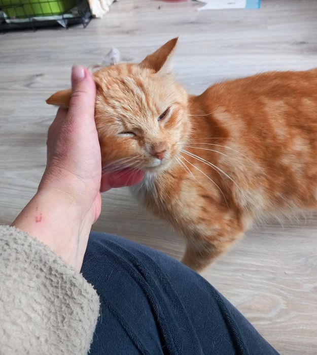 Kotek Miodek szuka domu