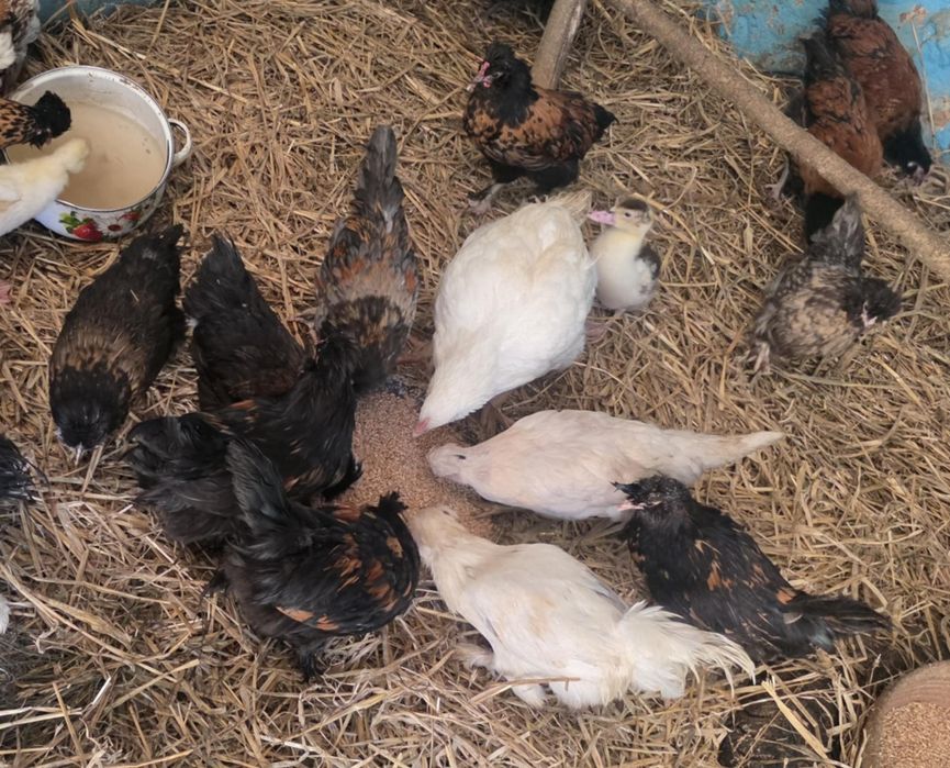 Kury ozdobne 9 tygodniowe