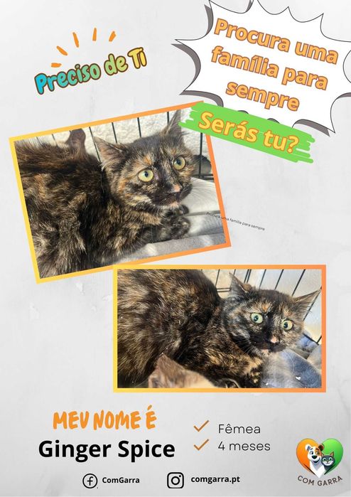 Gatinhos bebés é espera de um lar