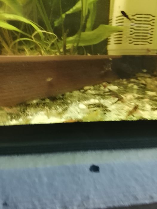 , krewetki , młode gupiki, mieczyki molinezje, glonojady