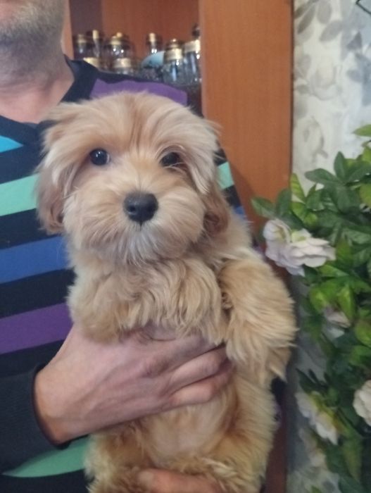 Дівчинка мальтіпу.