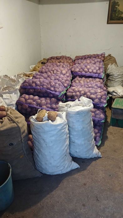 Продам картоплю [різних сортів]