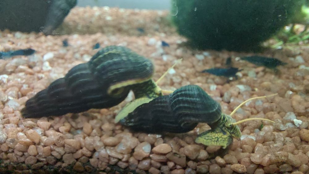 Sprzedam slimaki tylomenia krewetki blue velvet