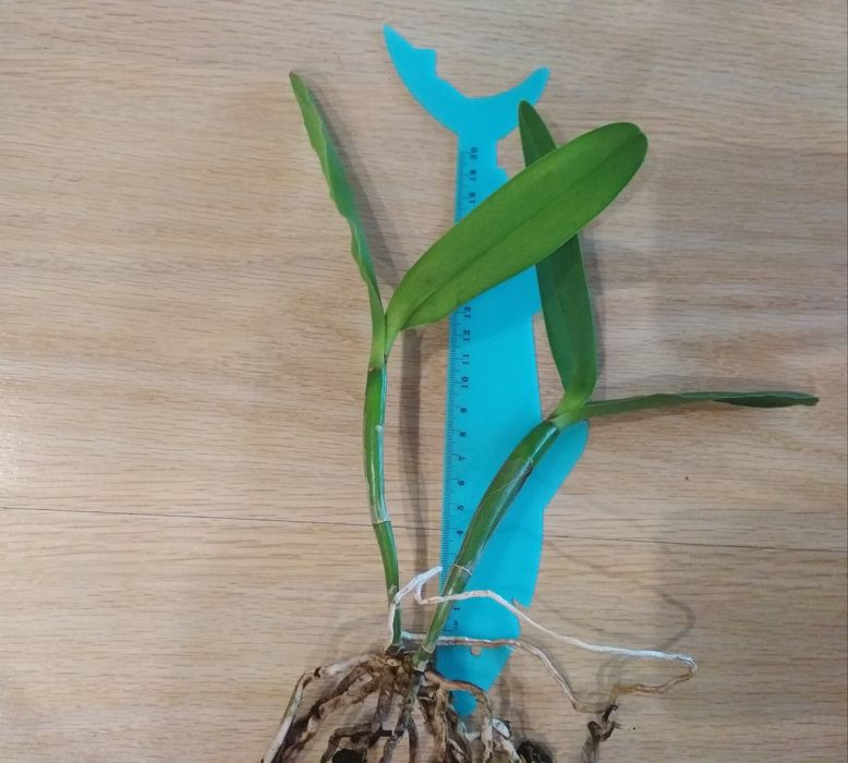 Орхидея каттлея, Азия