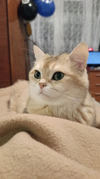 Отдам кота в хорошие руки