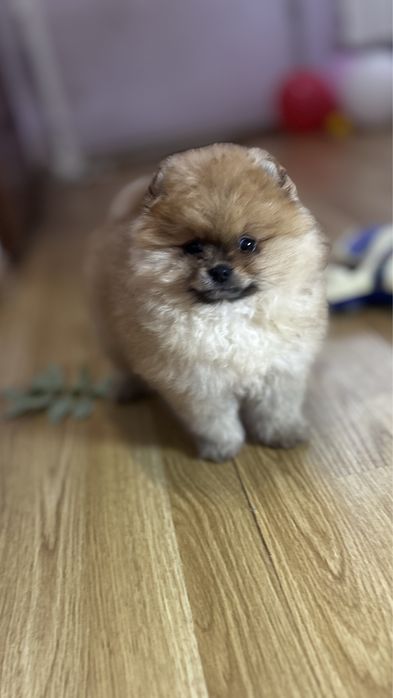 Пухнаста руда хмаринка