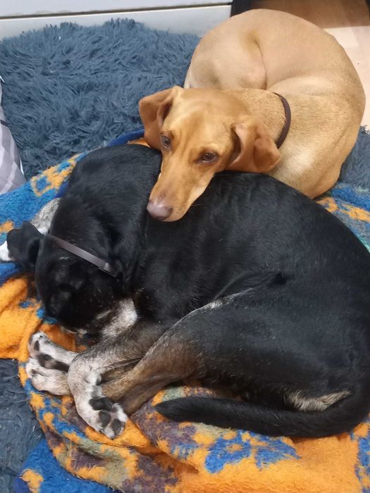 Estadia familiar para cães