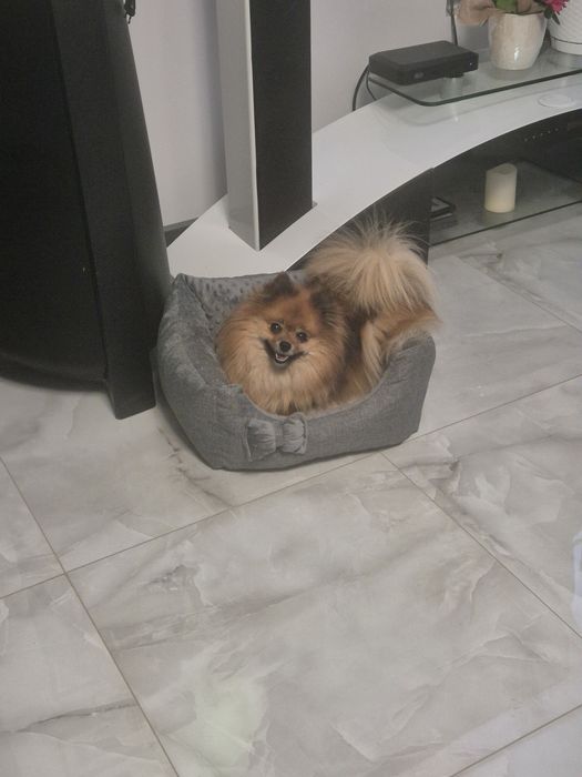 Cudowna dziewczynka szpic miniaturowy