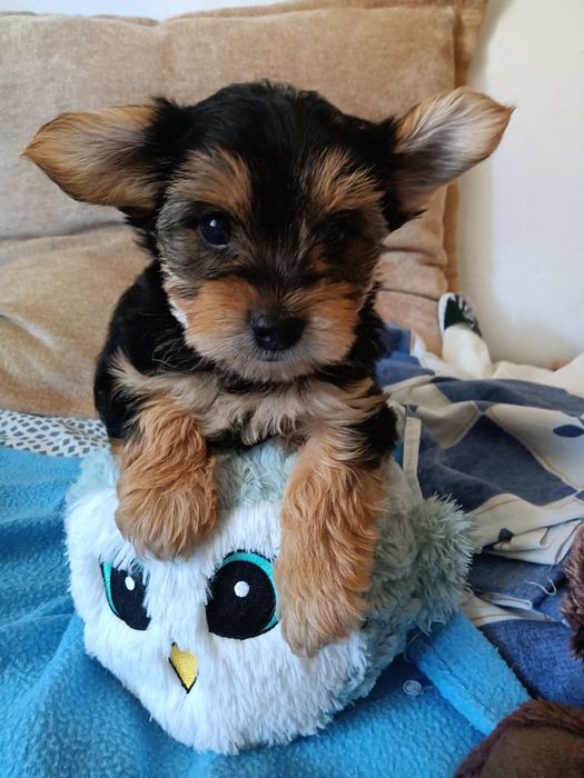 Yorkshire Terrier macho