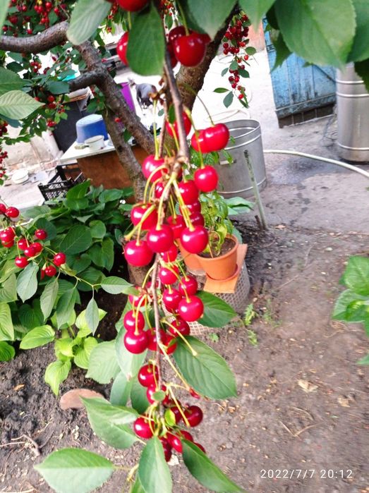 Саженцы вишни Любка (крупноплодной)