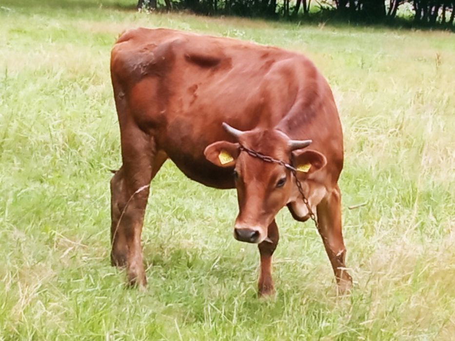 krowa, jałówka zacielona Jersey