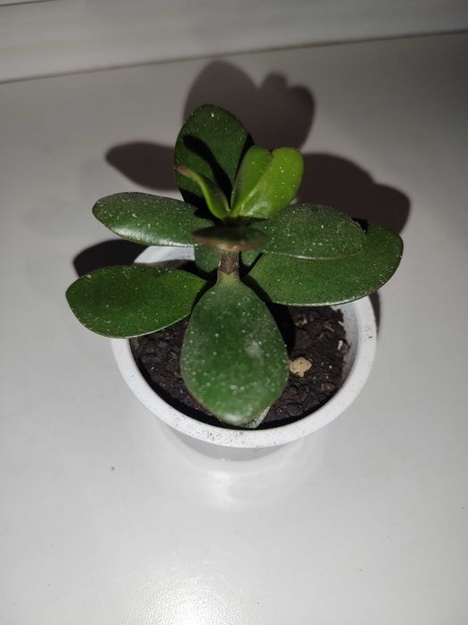 Грошове дерево, алое