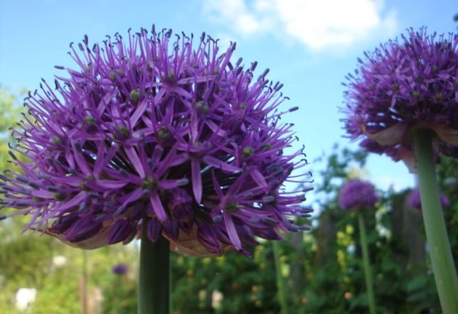 Как цветет рокамболь фото Как цветет рокамболь фото