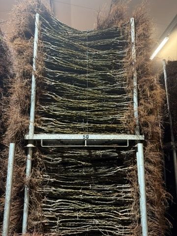 Podkładka Colt, Ałycza, gruszka KONFERENCJA pigwa s1