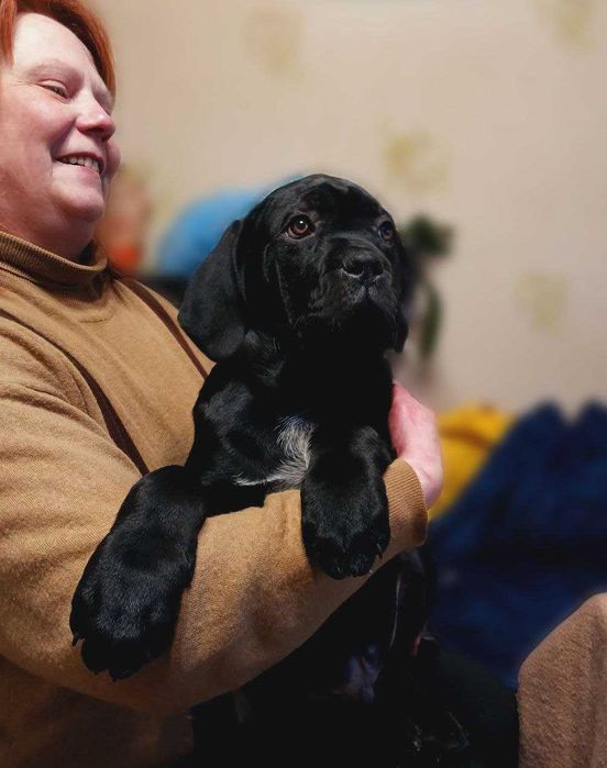 Цуценята кане корсо