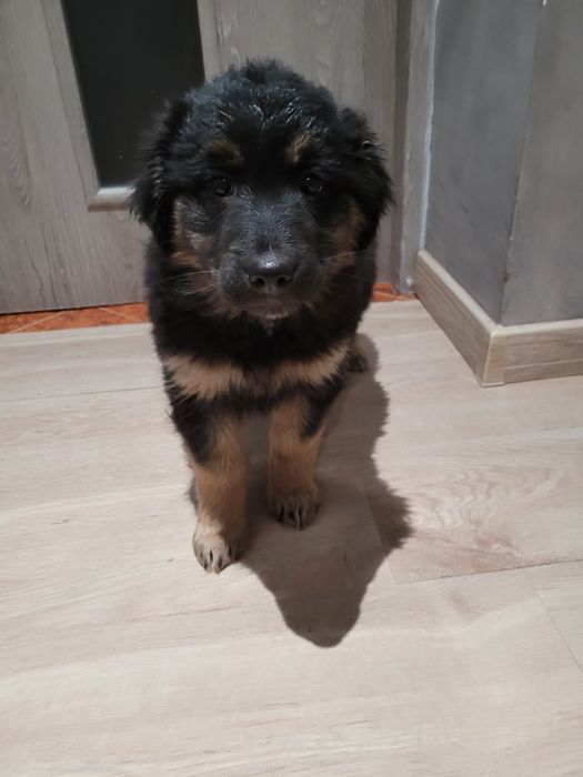 Oddam w dobre ręce  szczeniaka