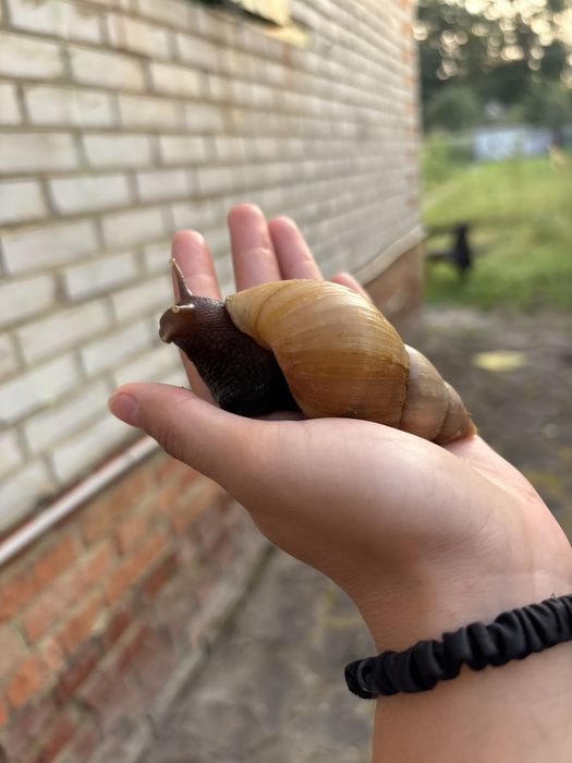Продам 3 Ахатини Фуліки Стандарт!