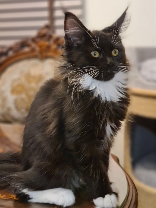 Czarna,  prześliczna kotka