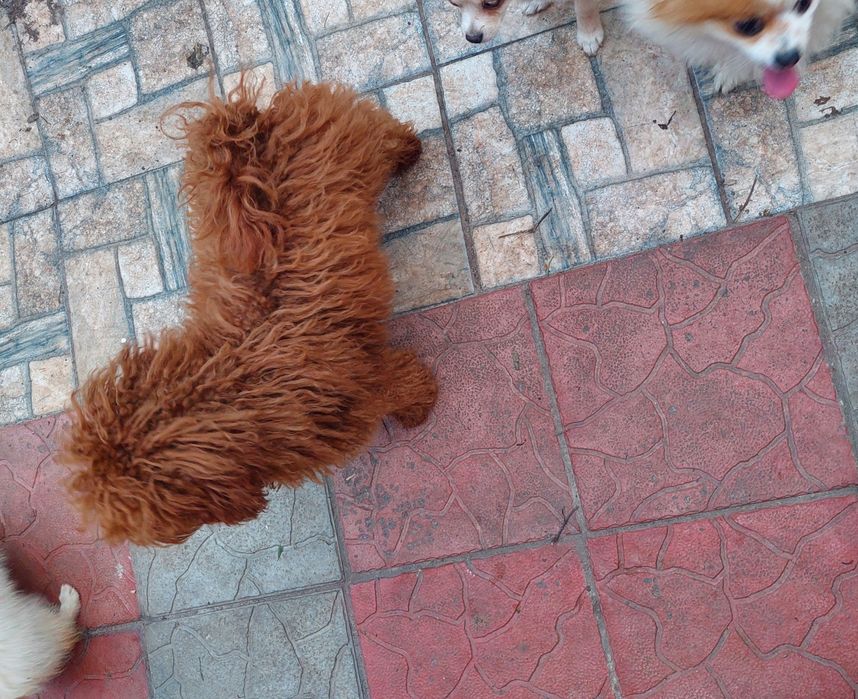 Вязка с 25 см. той-пуделем