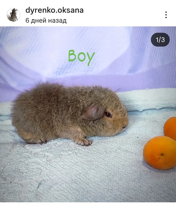 Малята морська свиночка