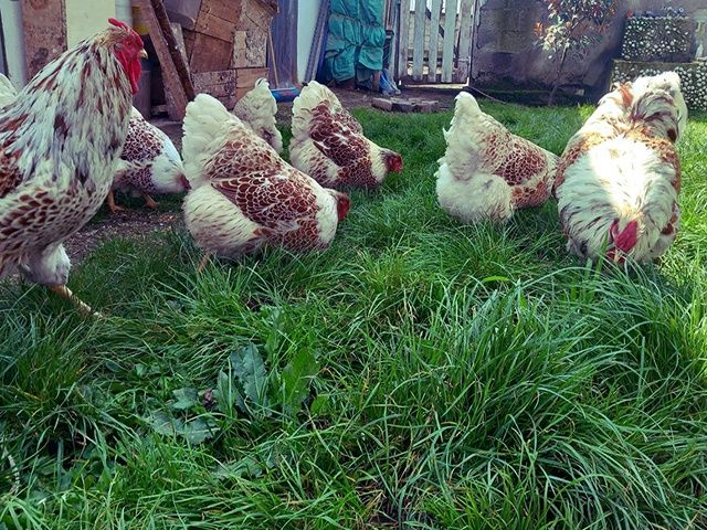 Інкубаційне яйце та курчата.Віандот: срібло, біле золото, помаранчевий