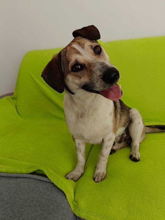 Luka poleca się do adopcji