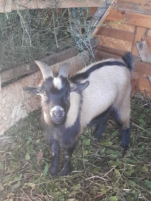 Cabritas anãs MACHO