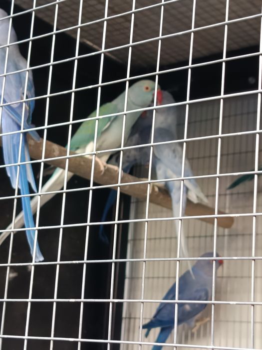 Ring Necks 2025 e outros