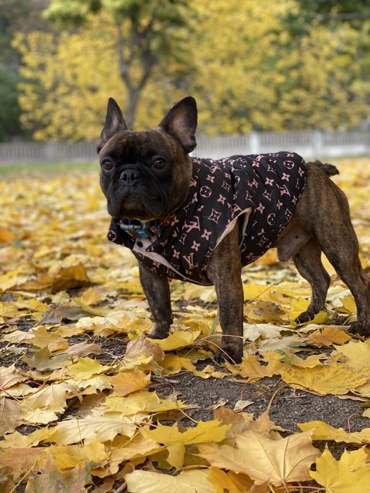 Вязка французкого бульдога