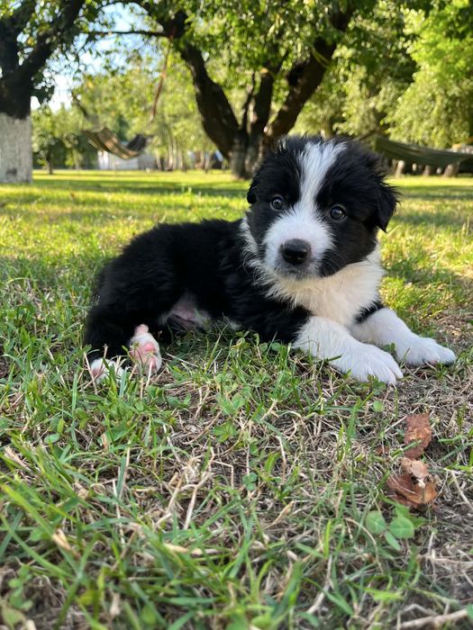 Border Collie Rodowód