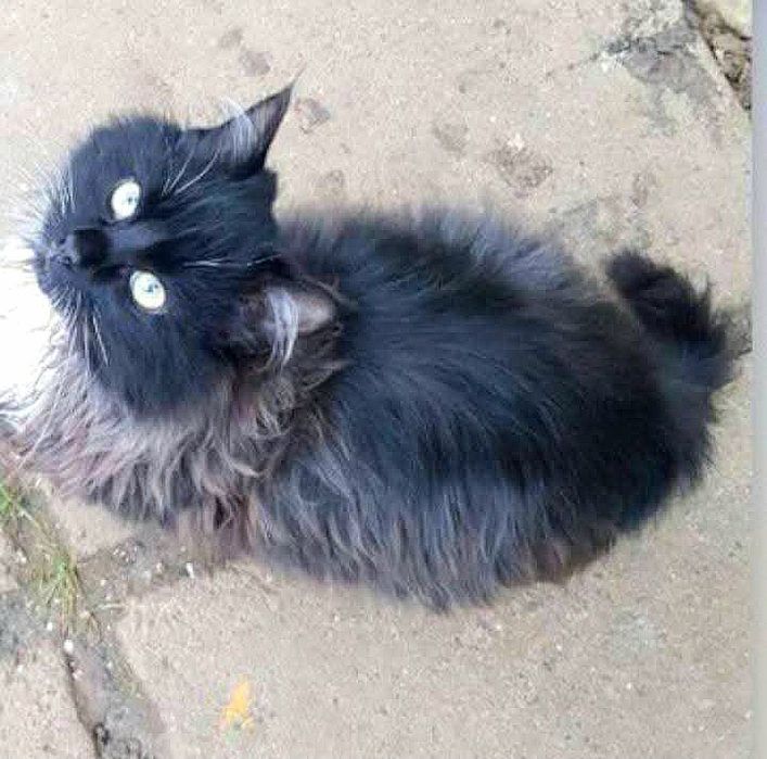 Черный пушистый котёнок мальчик ищет дом! Кастрируем!