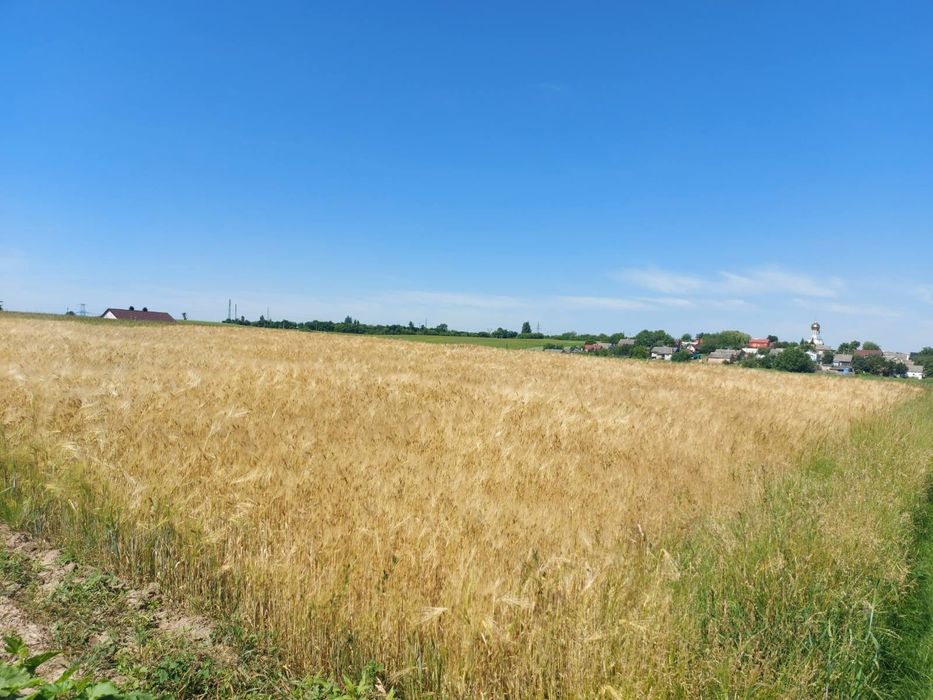 Продам земельну ділянку у селі Грабів