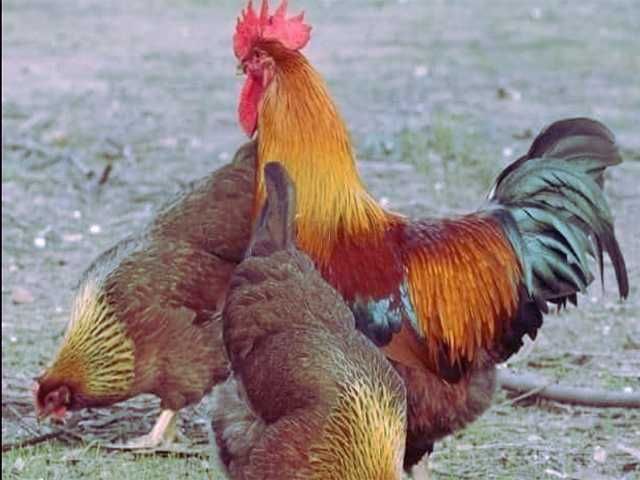 Інкубаційне яйце Вельзумер. Курчата. Птиця.