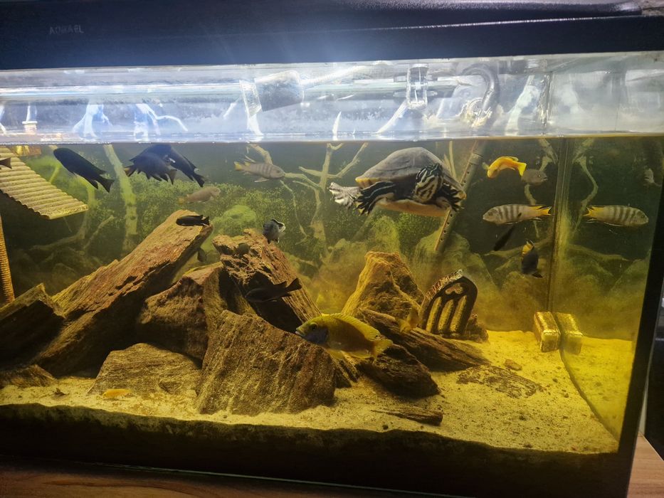 ! Akwarium Aquael 240L + unikatowe życie ! Malawi + żółwie