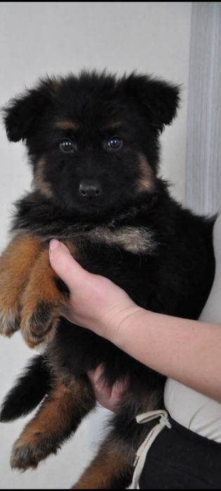 Купити німецьку вівчарку