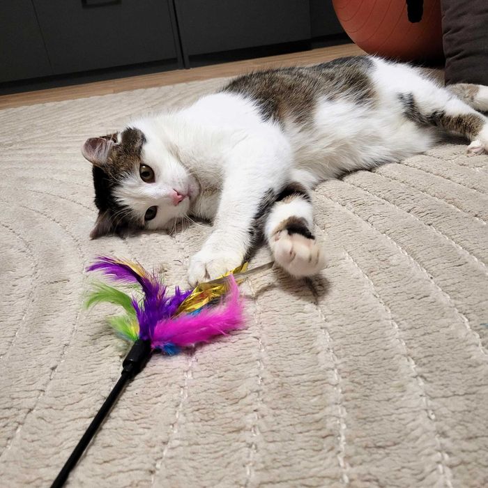 Pogodny kot, który kocha człowieka - uroczy Jaguś!