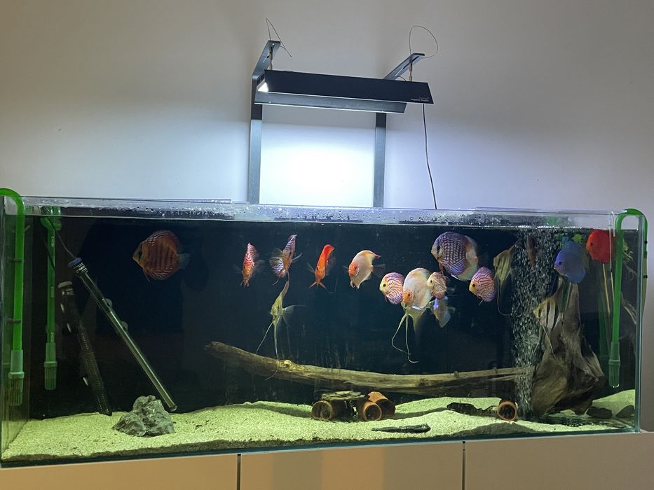 Tronco  1,20m para aquario