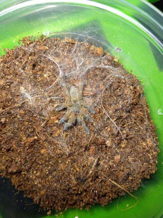 Harpactira pulchripes L2