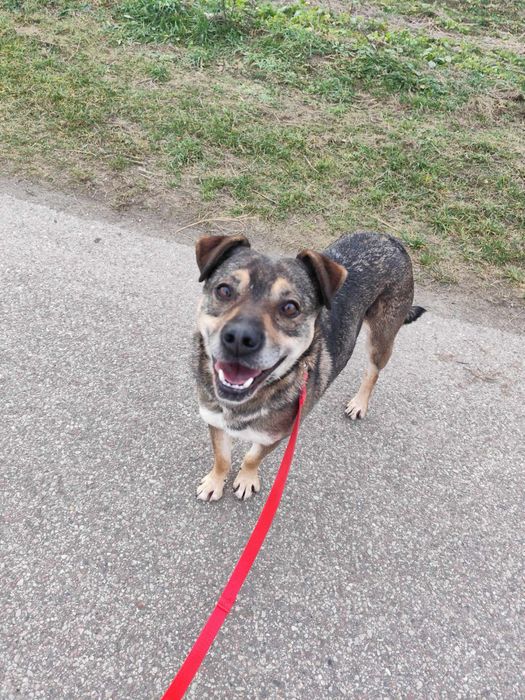 Spokojny pies do adopcji – wierny towarzysz na lata