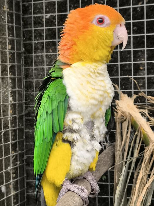 Femea marianinha cabeça canela