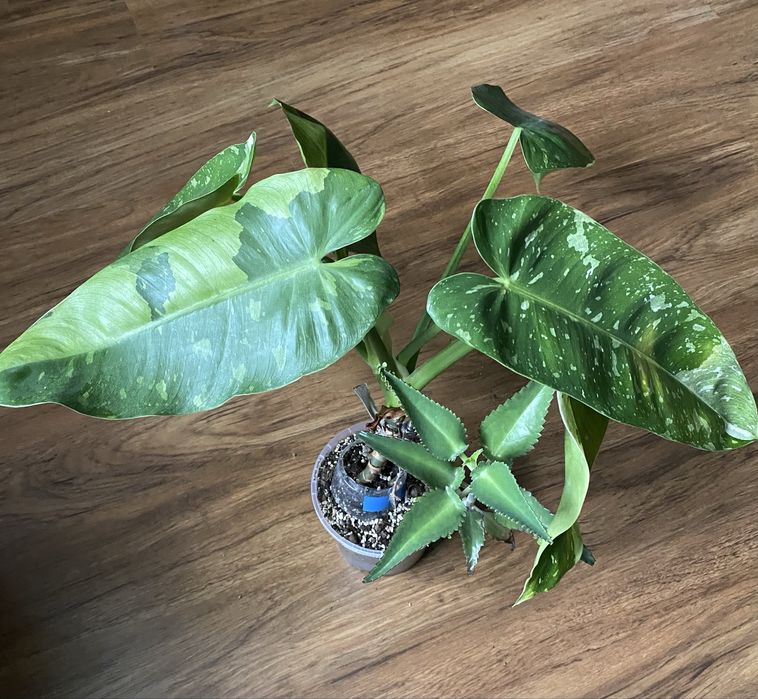 Philodendron Jose Buono