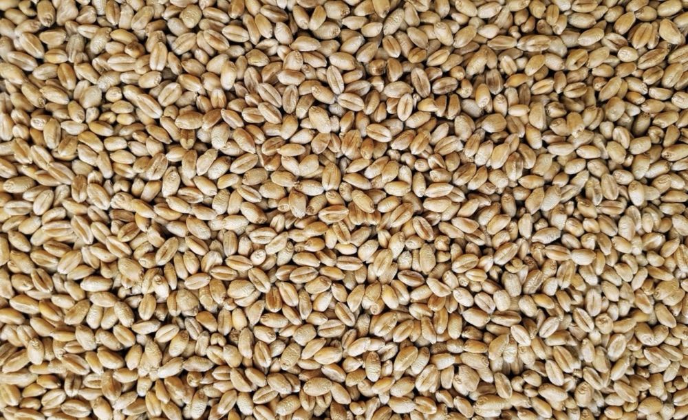 Pszenica na sprzedaz