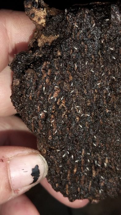 Colembolos Brancos ( Springtails )