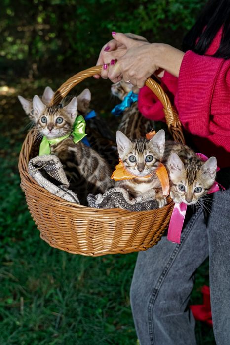 Бенгальські кошенята