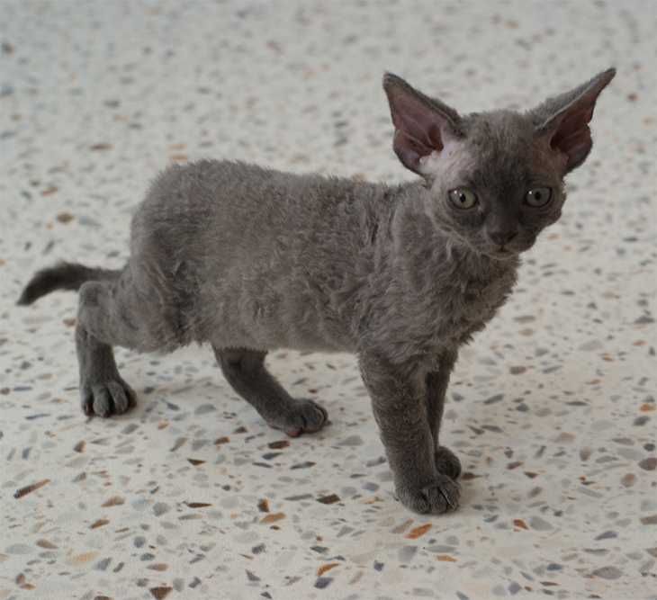 Kocurek Devon rex  rodowód