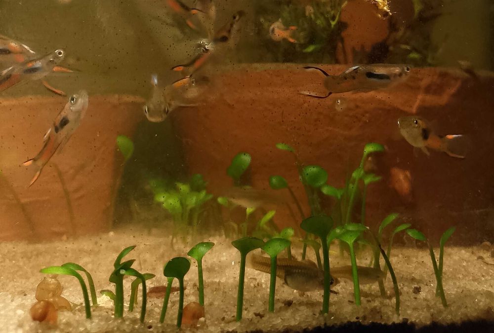 Гуппи Эндлера. Чистая линия.