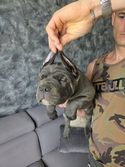 American Bandog &Cane Corso Bandogcorso Lord