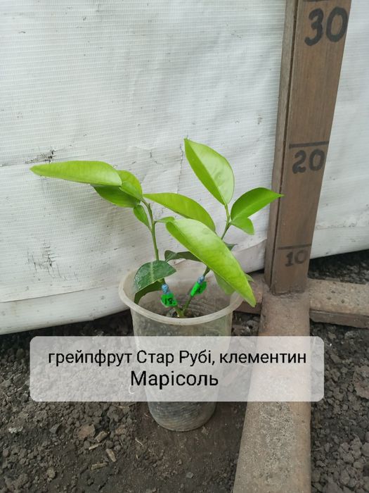 Сад цитрус 2 сорта